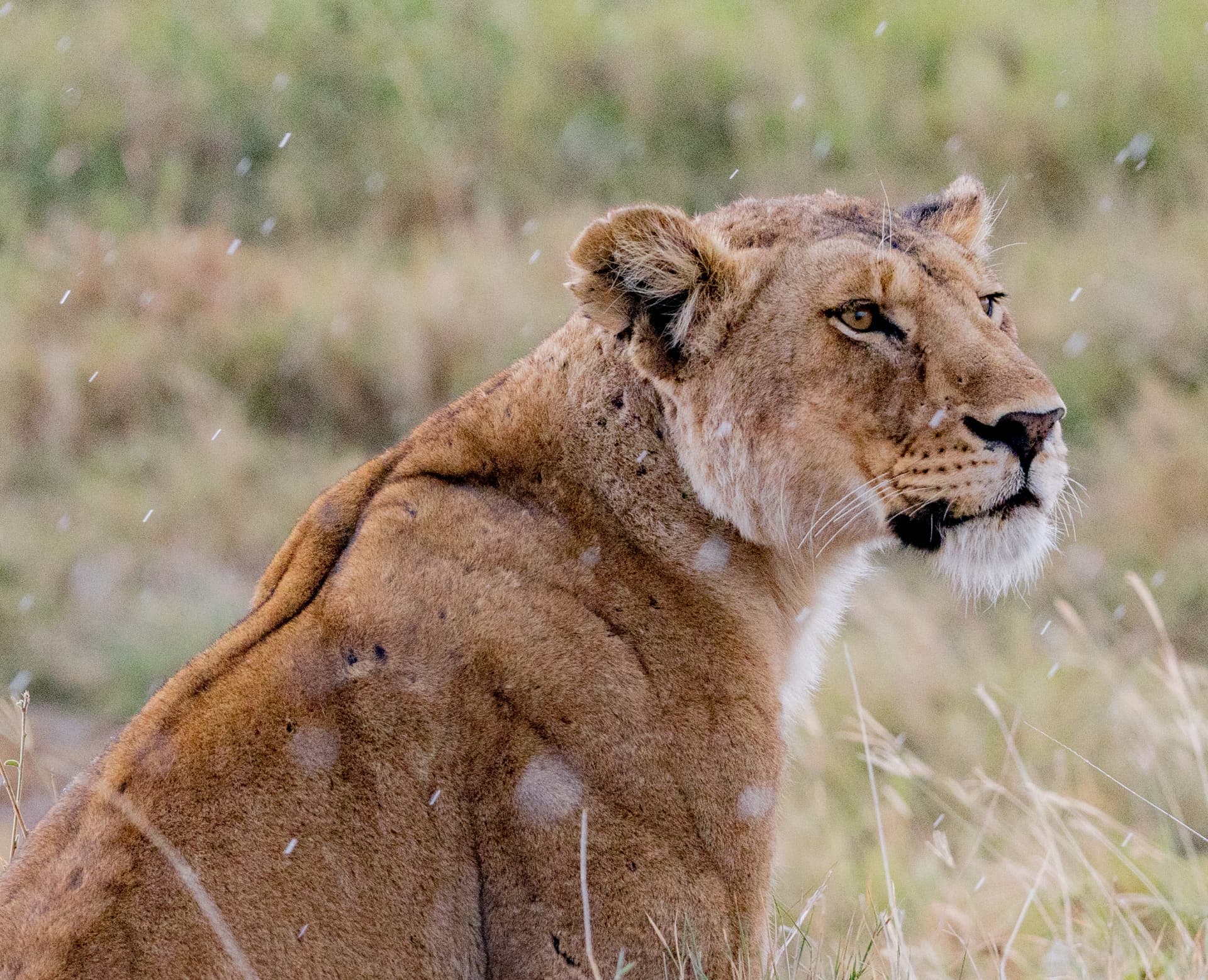Watching the Storm — Serengeti, Tanzania