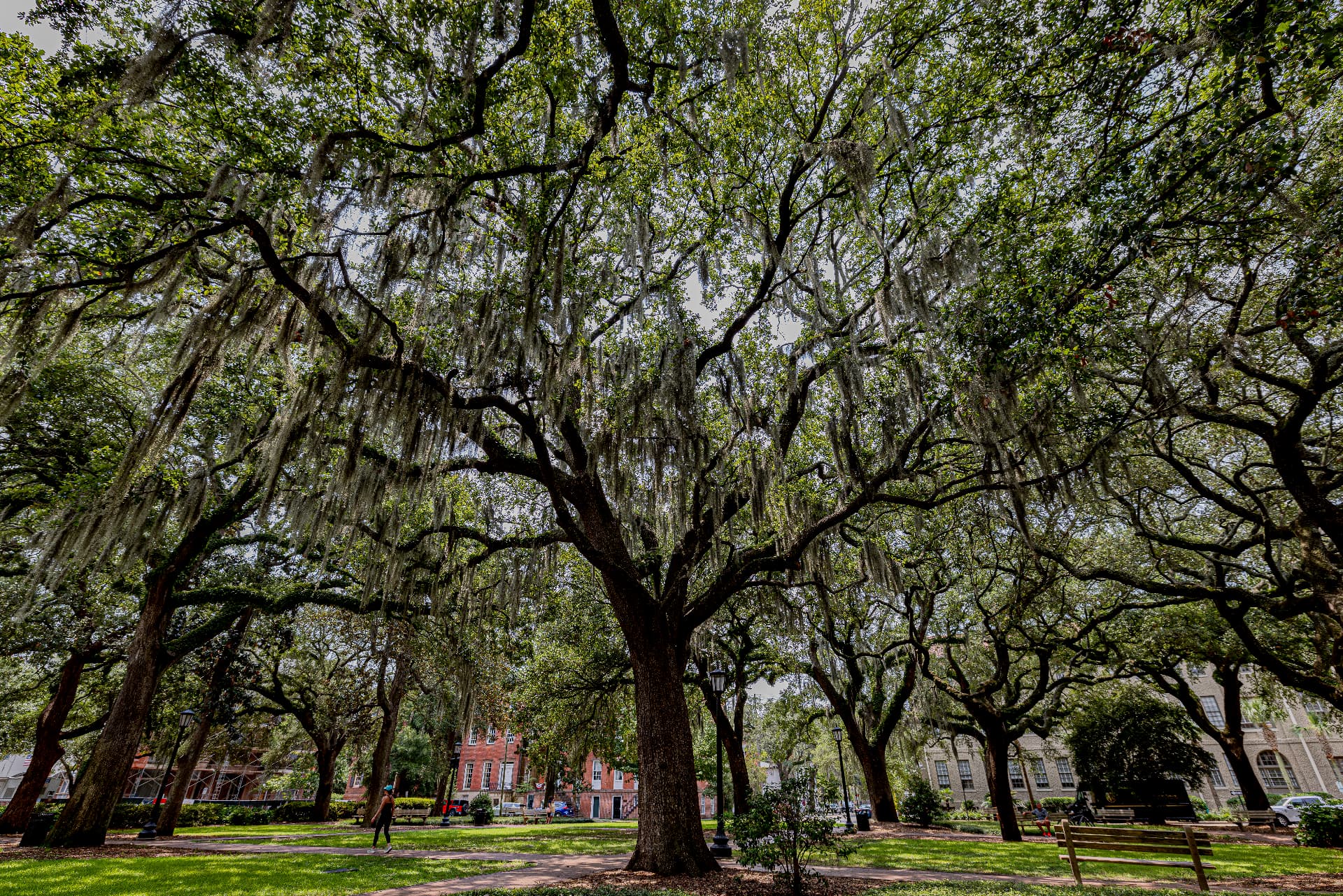 Under the Live Oaks — Forsyth area squares, Savannah, Georgia
