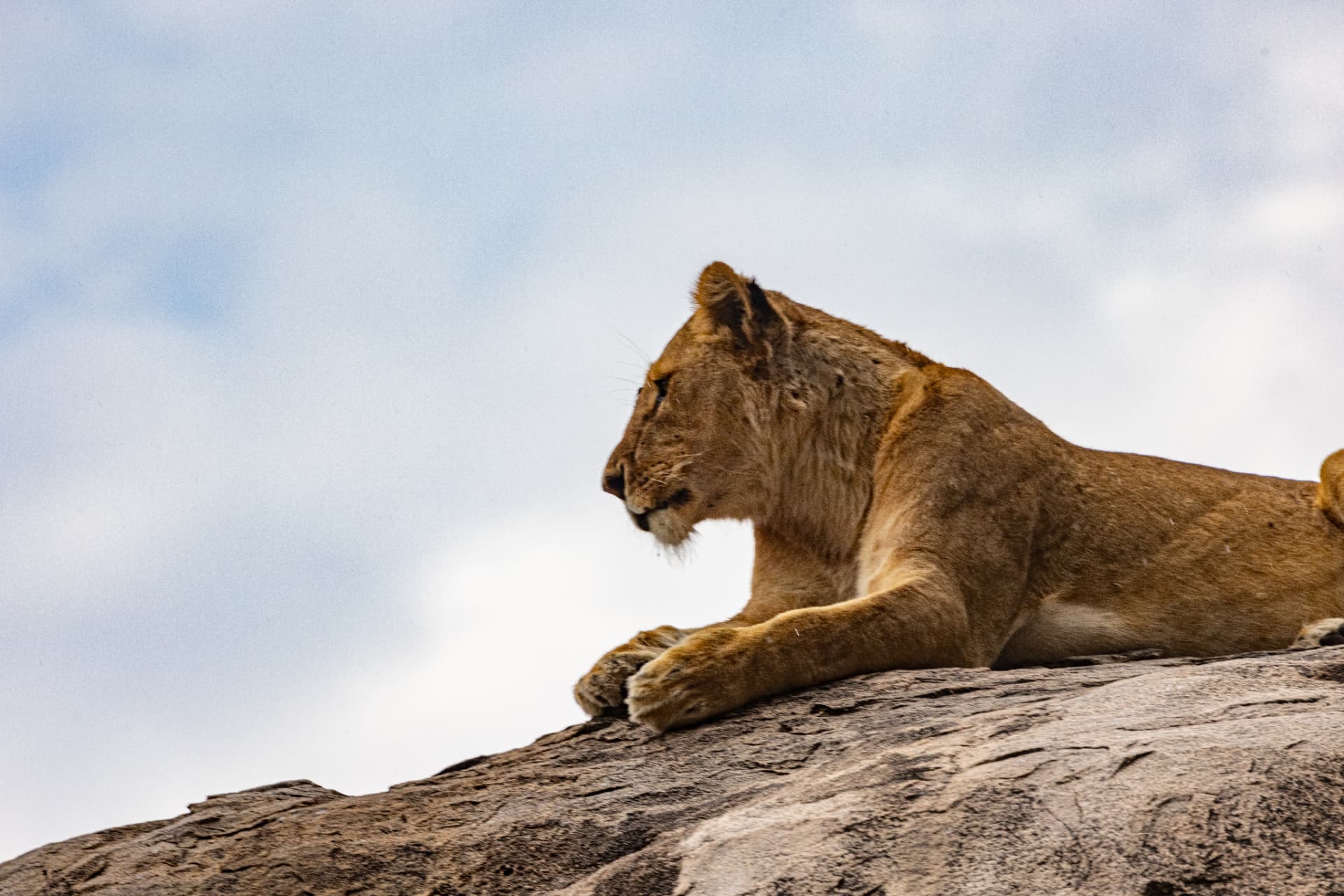 On the Kopje — Serengeti, Tanzania