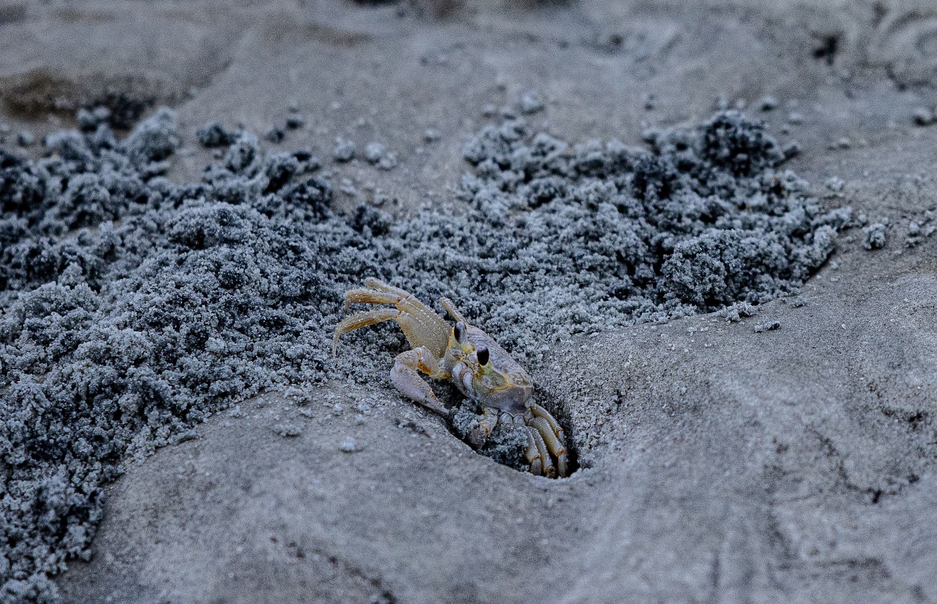 Ghost Crab — Tybee Island, Georgia