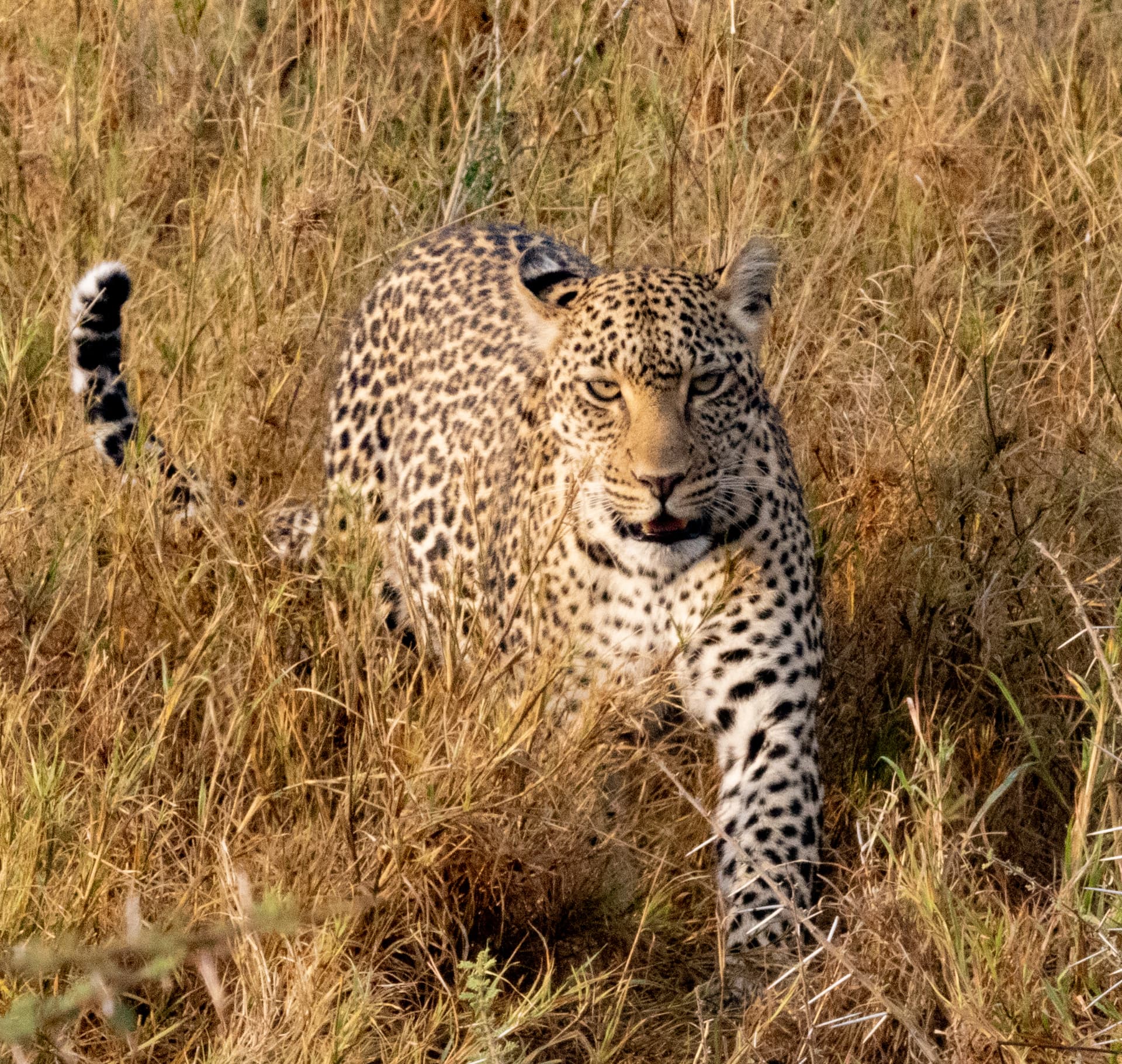 Leopard in the Grass — Serengeti, Tanzania