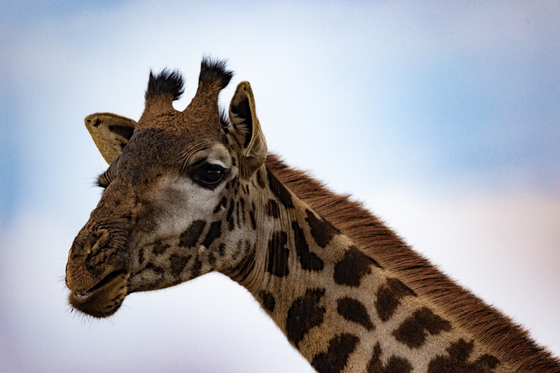 Giraffe Against the Sky — Serengeti, Tanzania