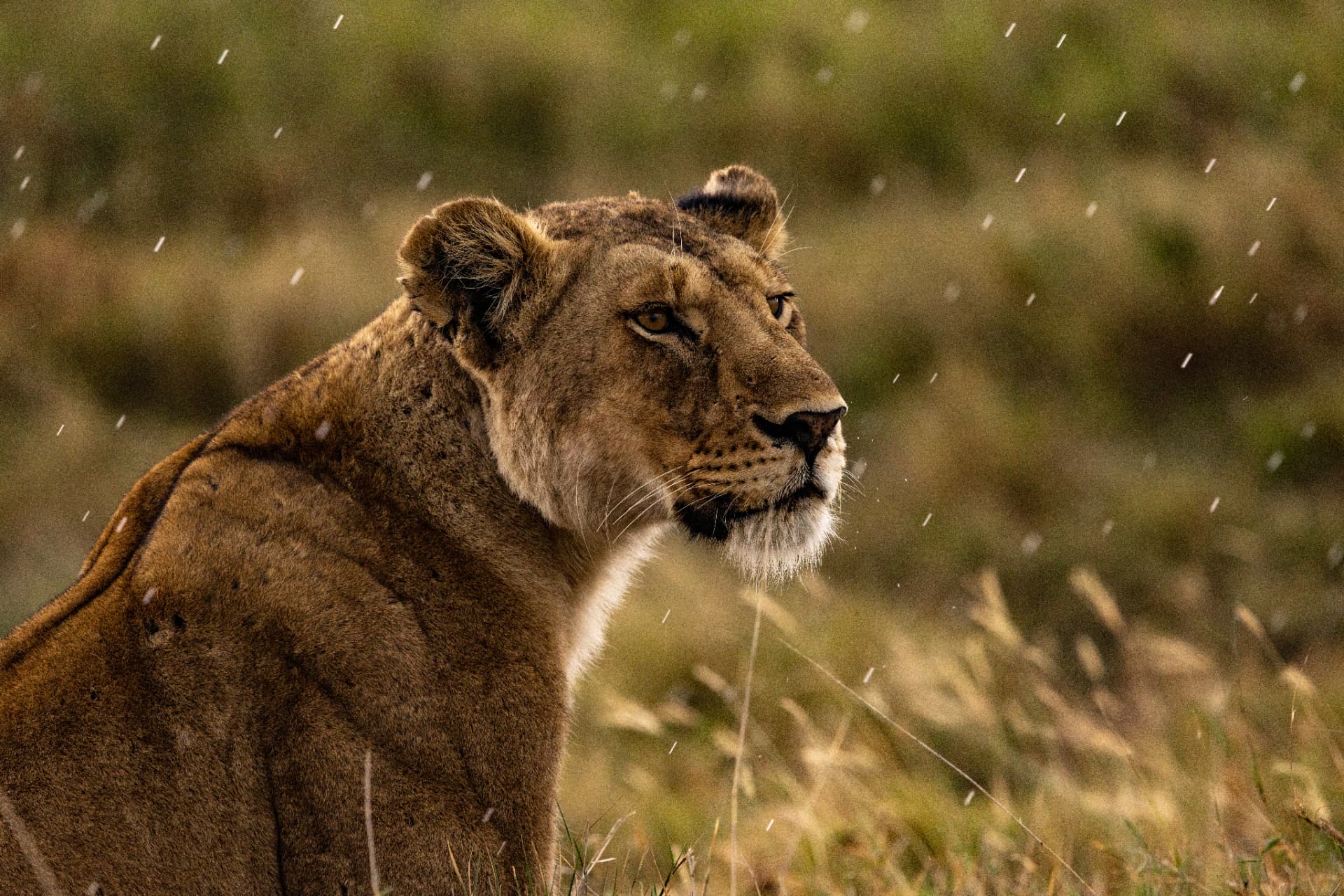 Lioness in the Rain — Serengeti, Tanzania