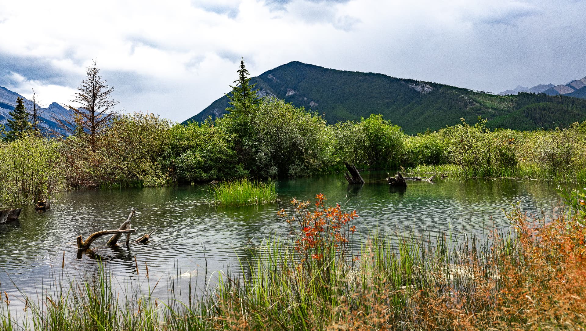 Vermilion Marsh — Vermilion Lakes, Banff National Park, Alberta
