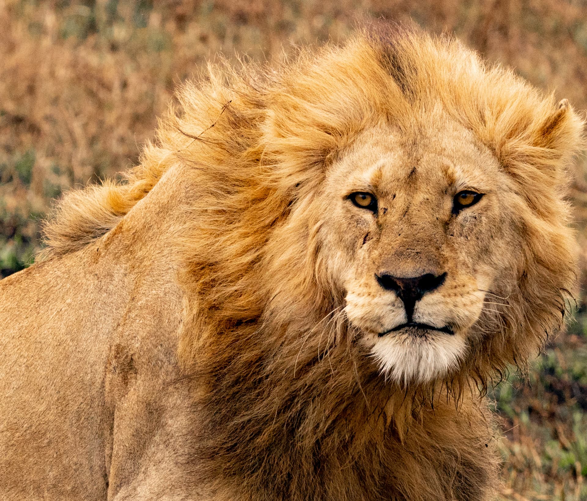 The Old Lion — Serengeti, Tanzania