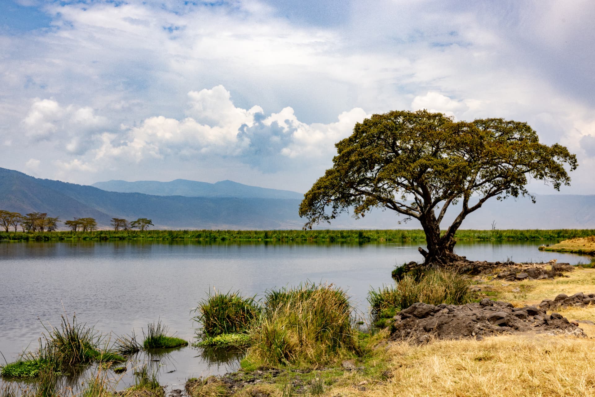 Acacia at the Crater Lake — Ngorongoro Crater, Tanzania