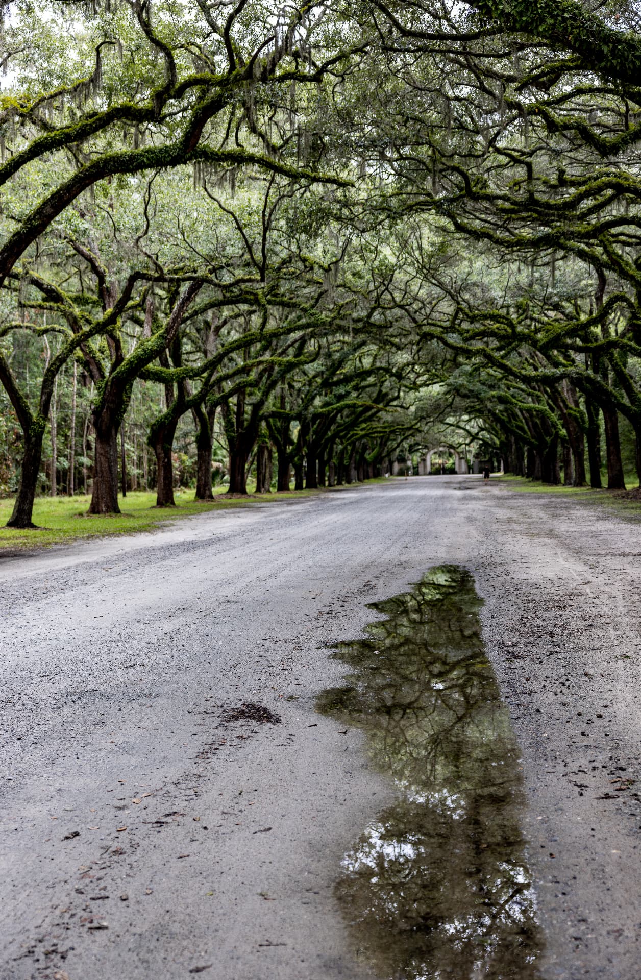 Avenue of Oaks — Wormsloe Historic Site, Savannah, Georgia