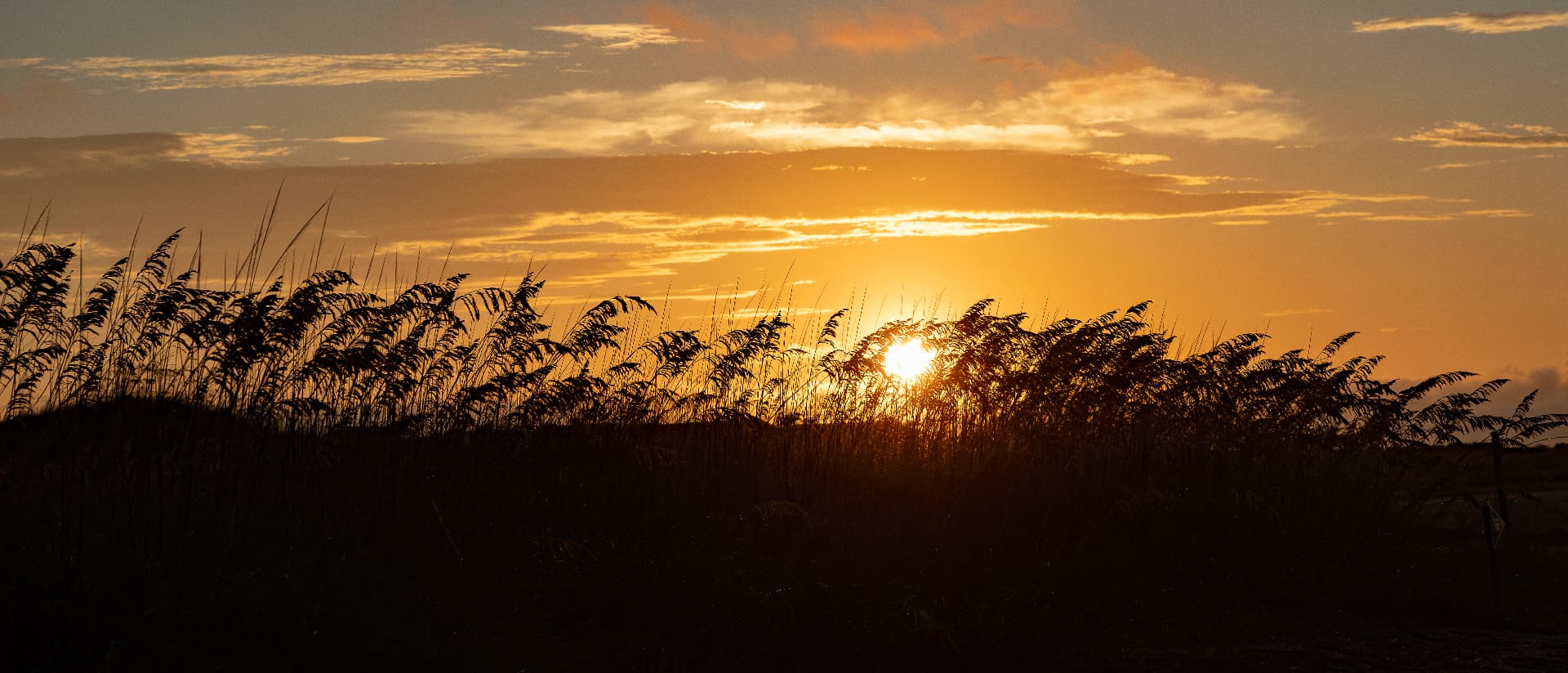 Sea Oats at Sunrise — Tybee Island, Georgia