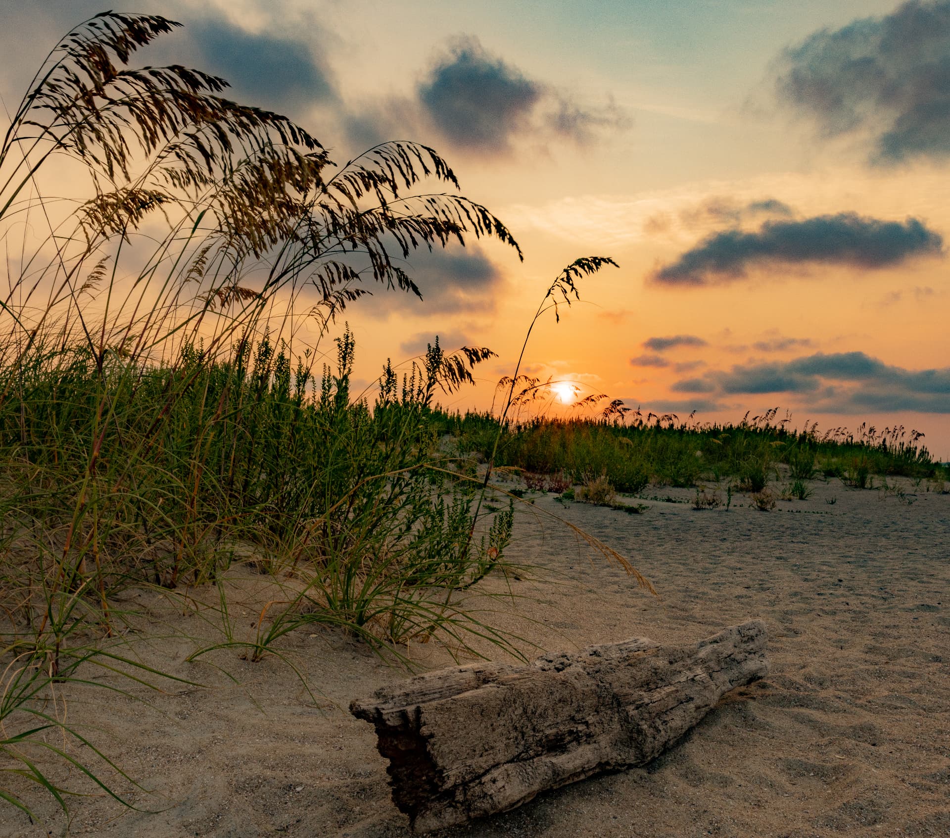 Driftwood and Dune — Tybee Island, Georgia